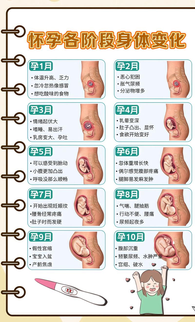 揭秘供卵代孕妈妈怀孕小腹分两节，孕期变化的奥秘芜湖代生机构: